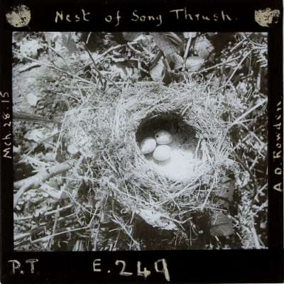 Lantern Slide: Nest of Song Thrush