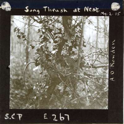 Lantern Slide: Song Thrush at Nest