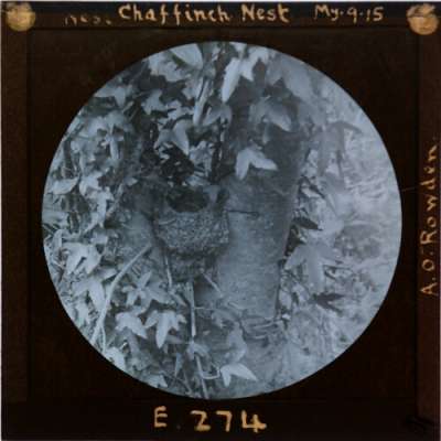 Lantern Slide: Chaffinch Nest