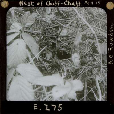Lantern Slide: Nest of Chiff-Chaff