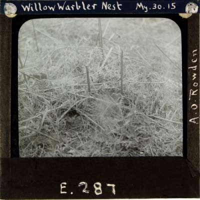Lantern Slide: Willow Warbler Nest