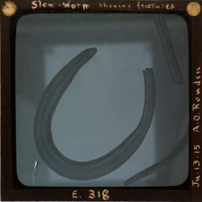 Lantern Slide: Slow-Worm showing fractures