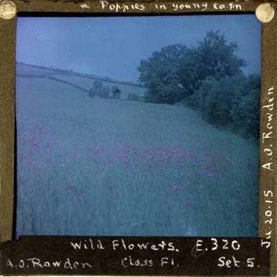 Lantern Slide: Poppies in young corn