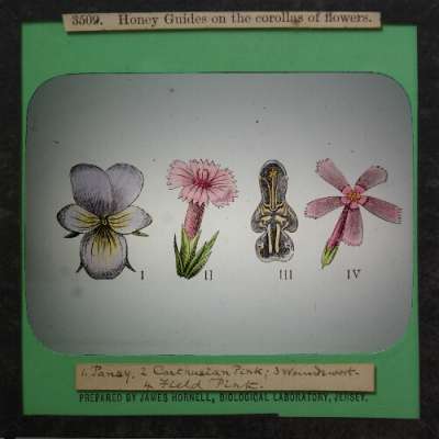 Lantern Slide: Honey Guides on the corollas of flowers