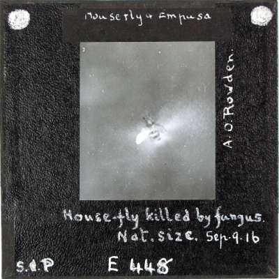 Lantern Slide: House-fly killed by fungus. Natural size.