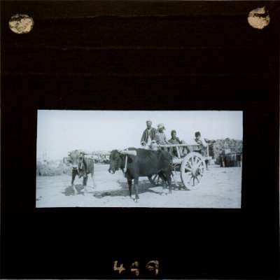 Lantern Slide: Group of men riding in cart pulled by oxen