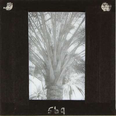 Lantern Slide: Top section of palm tree