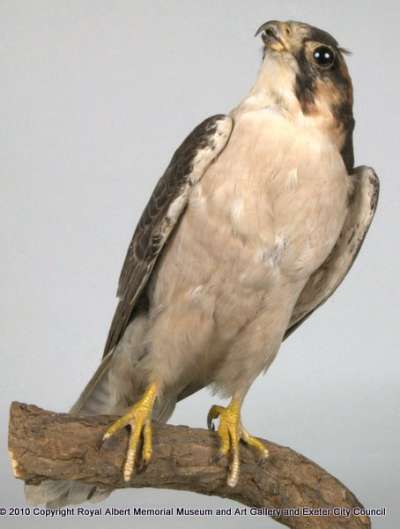 FALCONIDAE: Falco biarmicus (Temminck): lanner falcon