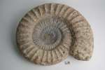fossil: ammonite
