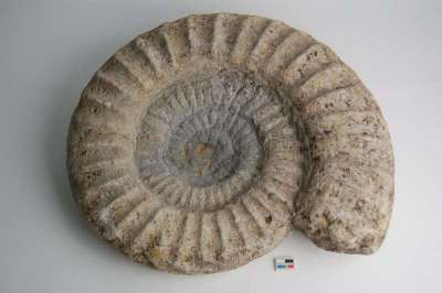 Arietitidae: Arietites sp.: ammonite
