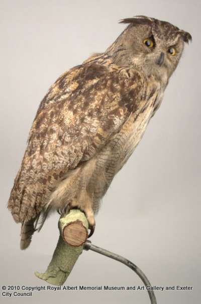 STRIGIDAE: Bubo bubo (Linnaeus):  Eurasian eagle-owl