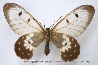 PAPILIONIDAE: Cressida cressida (Fabricius, 1775): clearwing swallowtail