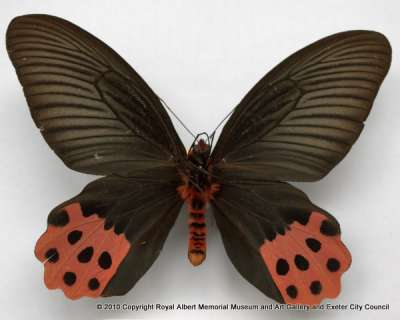 PAPILIONIDAE: Atrophaneura horishana (Matsumura, 1910): aurora swallowtail