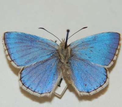 LYCAENIDAE: Polommatus bellargus (Rottemburg, 1775): Adonis blue