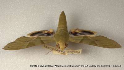 SPHINGIDAE: Eumorpha labruscae (Linnaeus, 1758): gaudy sphinx