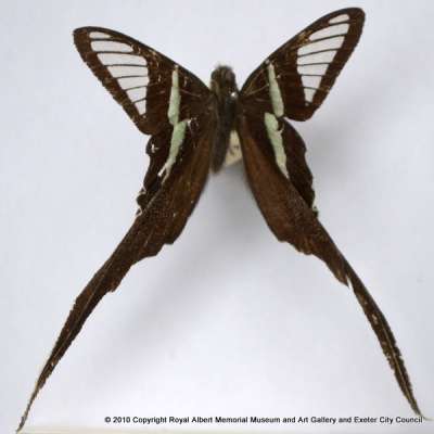 LEPIDOPTERA: Lamproptera meges: green dragontail