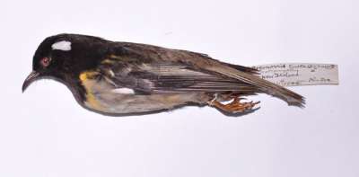 NOTIOMYSTIDAE: Notiomystis cincta (Du Bus de Gisignies):  stitchbird
