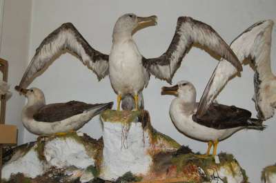 DIOMEDEIDAE: Thalassarche chlororhynchos (Gmelin): yellow-nosed albatross