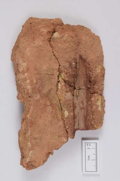 unidentified, bone fragment