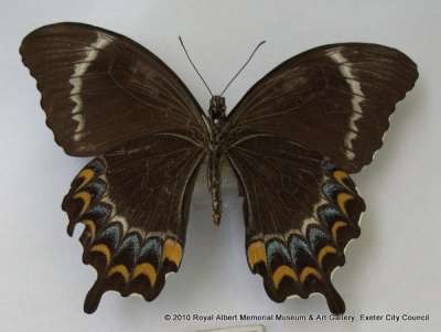 PAPILIONIDAE: Papilio schmeltzi Herrich-Schäffer, 1869: