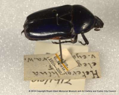 SCARABAEIDAE: Heterorrhina elegans [?]var. cyanoptera Westwood, 1842: