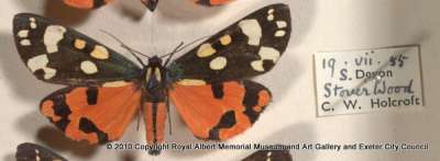Callimorpha dominula (Linnaeus): scarlet tiger