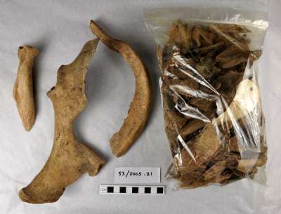 faunal bone, Saxon group