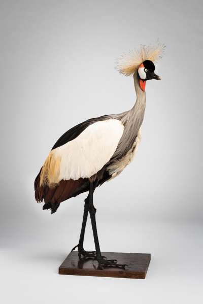 GRUIDAE: Balearica regulorum gibbericeps Reichenow: East African crowned-crane