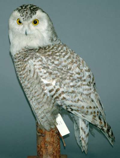 STRIGIDAE: Bubo scandiacus (Linnaeus):  snowy owl
