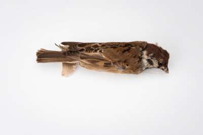 PASSERIDAE: Passer montanus (Linnaeus): Eurasian Tree Sparrow