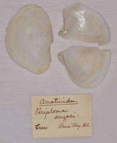 PERIPLOMATIDAE: Offadesma angasi: Angas’s spoon clam