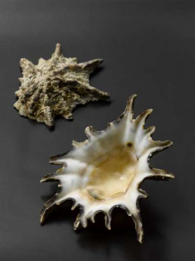 PATELLIDAE: Patella longicosta Lamarck: star limpet: long-spined limpet