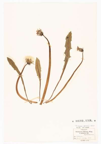 COMPOSITAE: Taraxacum spectabile: dandelion