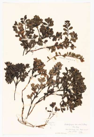 ERICACEAE: Arctostaphylos uva-ursi: bearberry