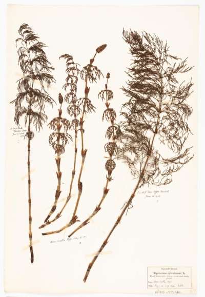 EQUISETACEAE: Equisetum sylvaticum: wood horsetail