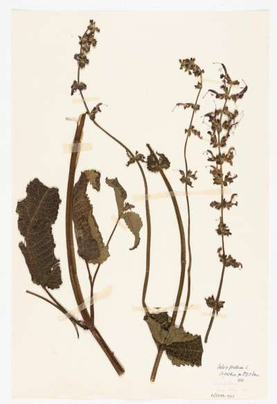 LABIATAE: Salvia pratensis: meadow clary