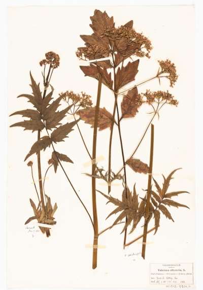 VALERIANACEAE: Valeriana officinalis var. sambucifolia: common valerian