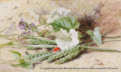 Study of Convolvulus and Green Wheat
