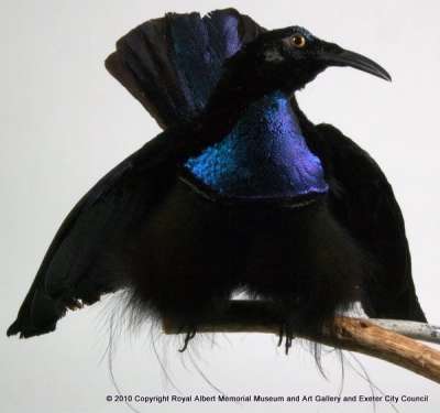 PARADISAEIDAE: Ptiloris magnificus (Vieillot):  magnificent riflebird