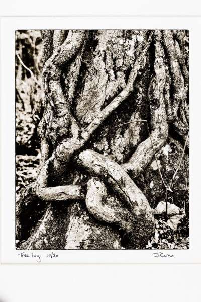 Tree Ivy, Dartmoor