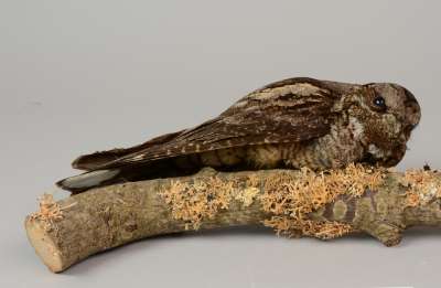 CAPRIMULGIDAE: Caprimulgus europaeus Linnaeus:  European nightjar