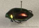 insect: beetle