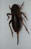 insect: cricket