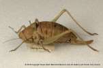 insect: bush cricket