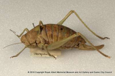 ORTHOPTERA: bush cricket