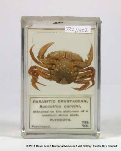 PORTUNIDAE: Carcinus maenas (Linnaeus, 1758): shore crab