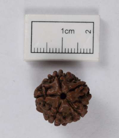 ELAEOCARPACEAE: Elaeocarpus sphaericus: seed