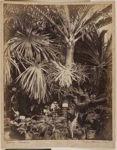 Areca Baueri Palm House, Kew
