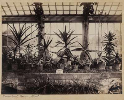 Succulent House, Kew