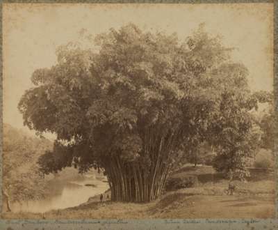 Giant Bamboos, Dendrocalamus giganteus Botanic Gardens, Peradeniya, Ceylon
